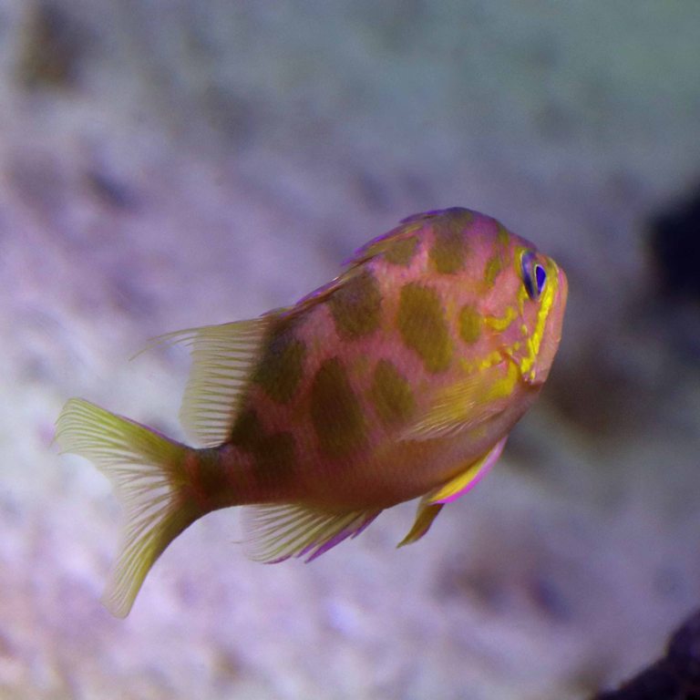 Blotched Swallowtail Anthias