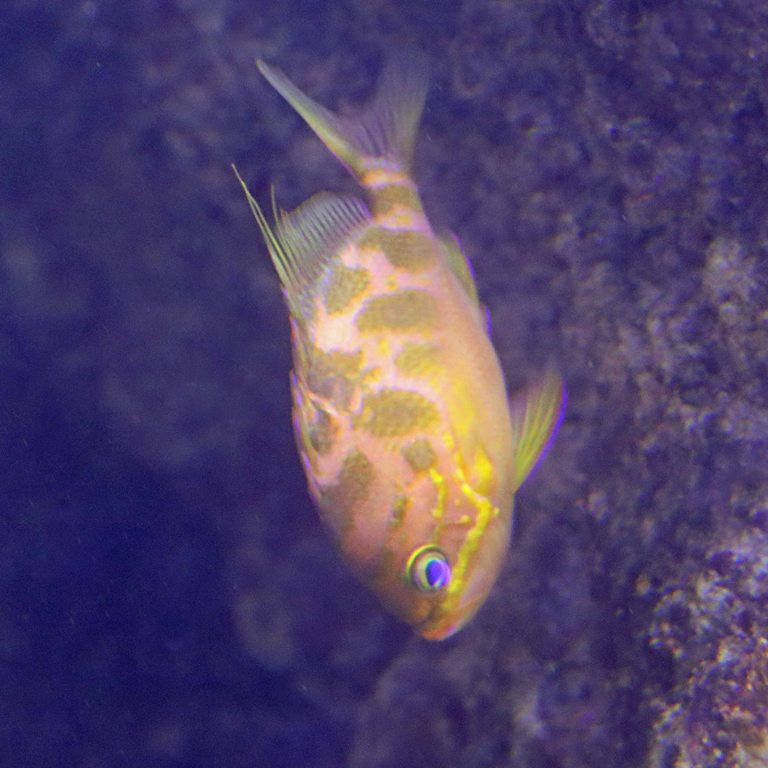 Blotched Swallowtail Anthias