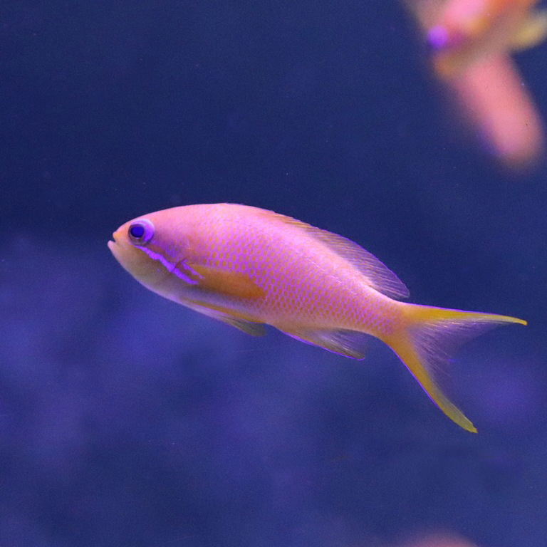 Lyretail Anthias in transition