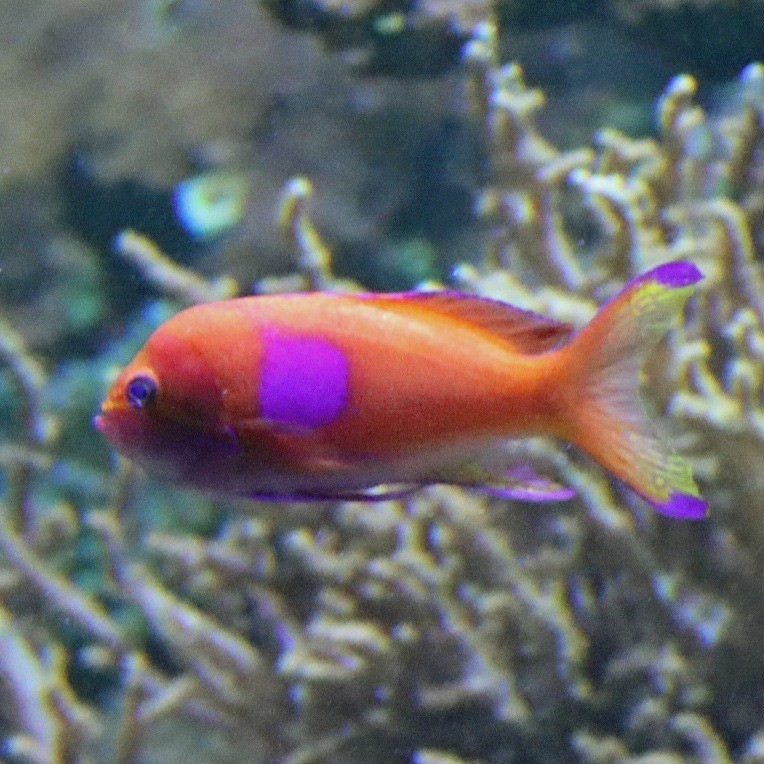 Squarespot Anthias