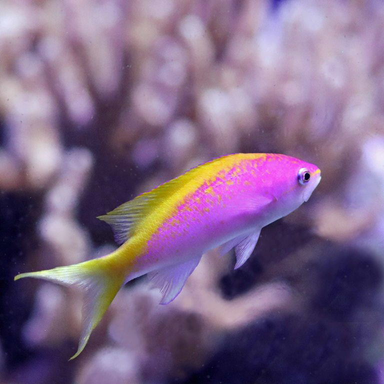 Yellowback Anthias