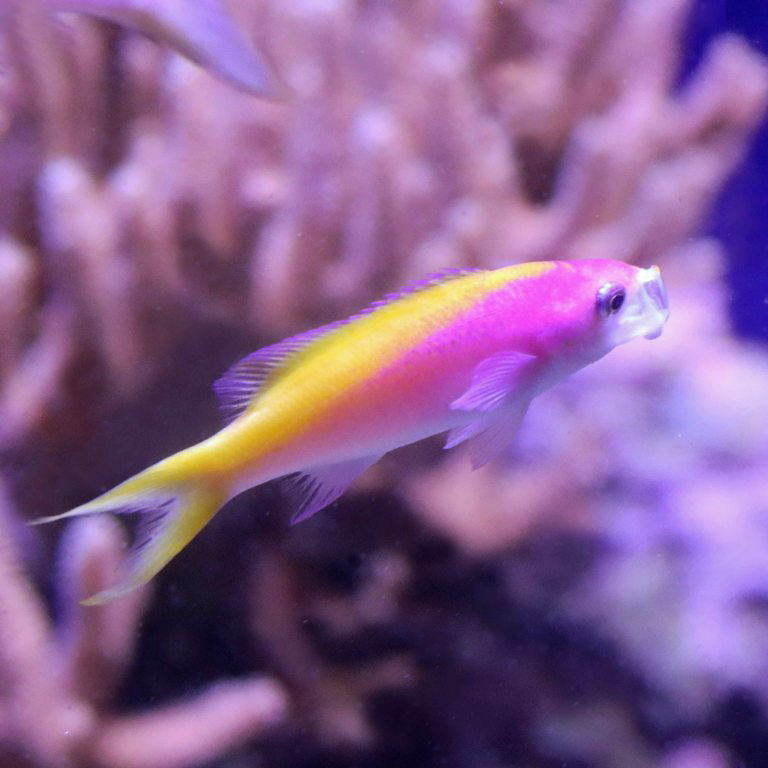 Yellowback Anthias