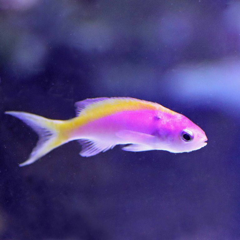 Yellowback Anthias