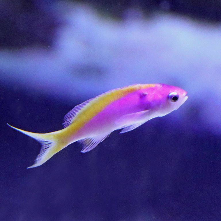 Yellowback Anthias