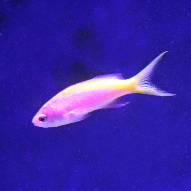 Yellowback Anthias