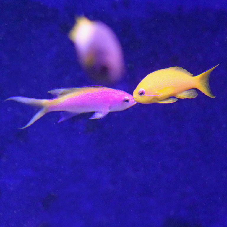 Yellowback Anthias with Sea Goldie