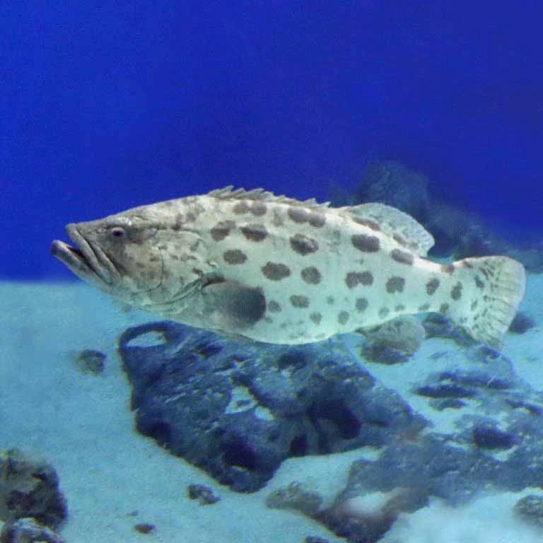 Potato Grouper
