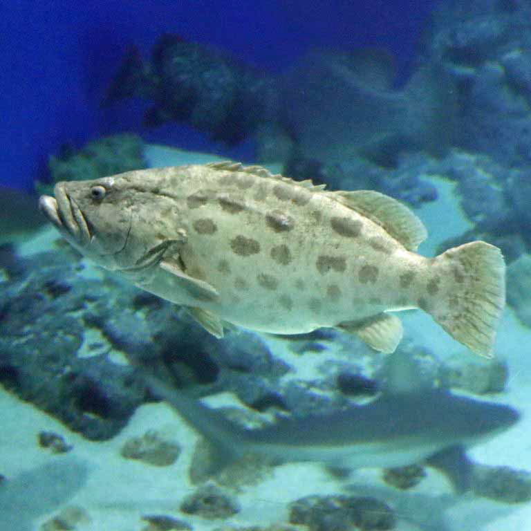 Potato Grouper