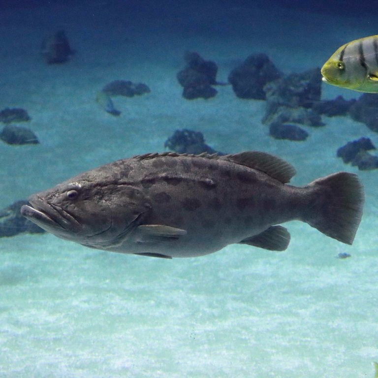 Potato Grouper