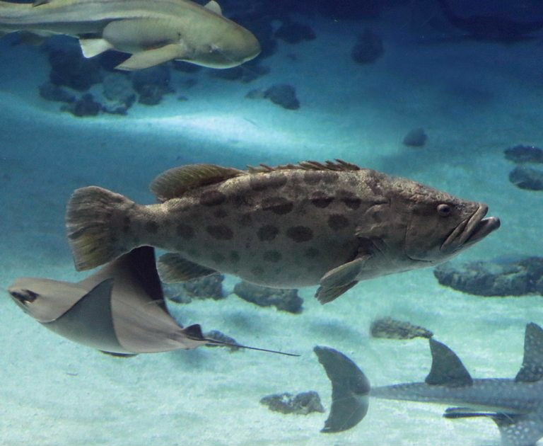 Potato Grouper with Cow-nosed Stingray