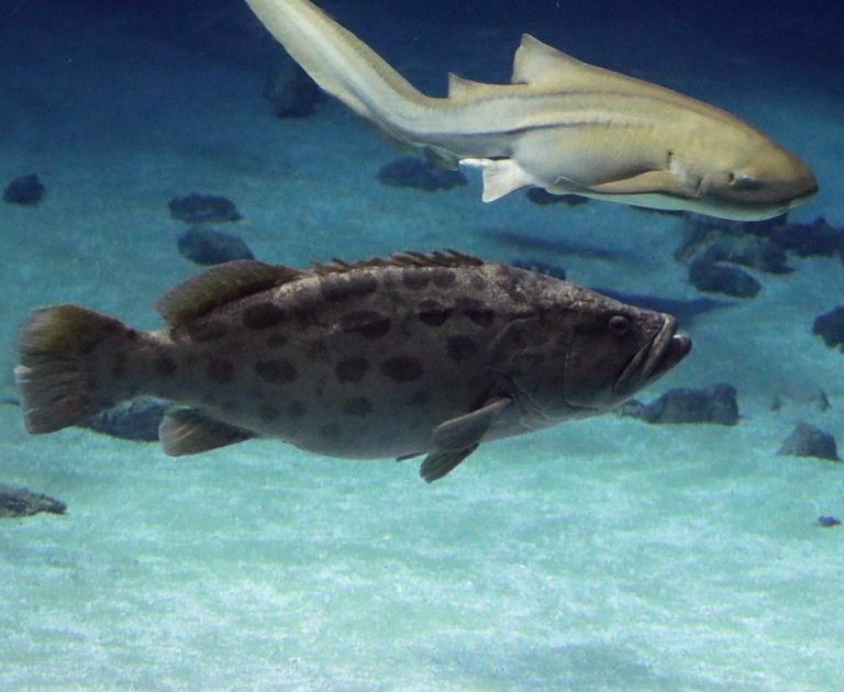 Potato Grouper with Zebra Shark