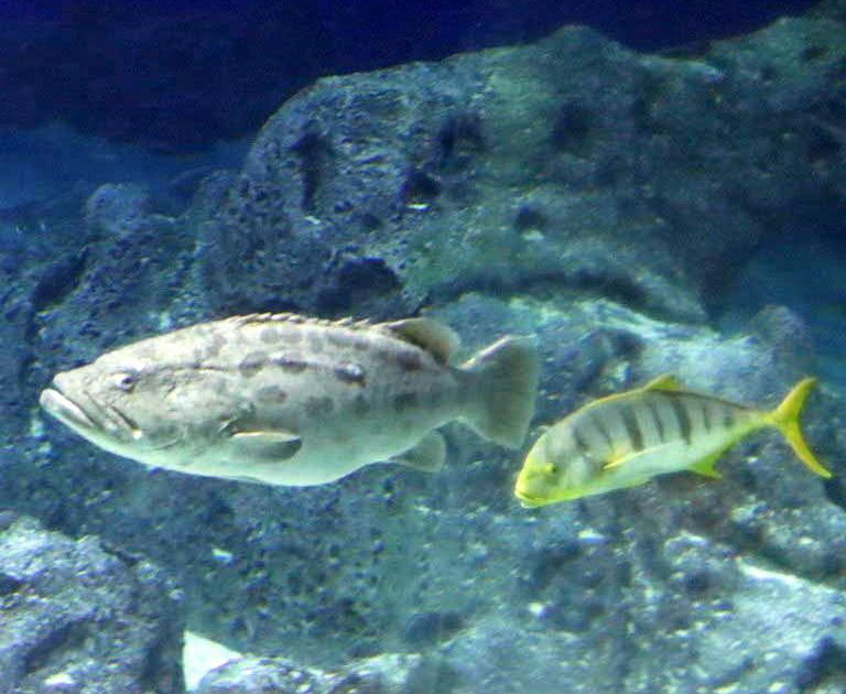 Potato Grouper with Golden Trevally