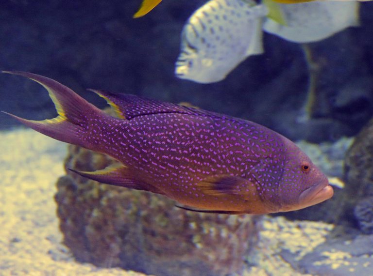 Yellow-edged Lyretail Grouper
