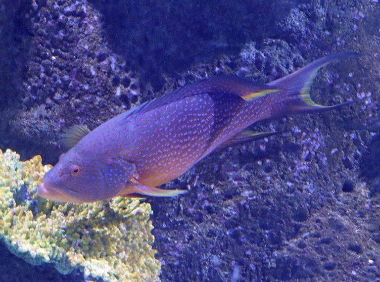 Yellow-edged Lyretail Grouper