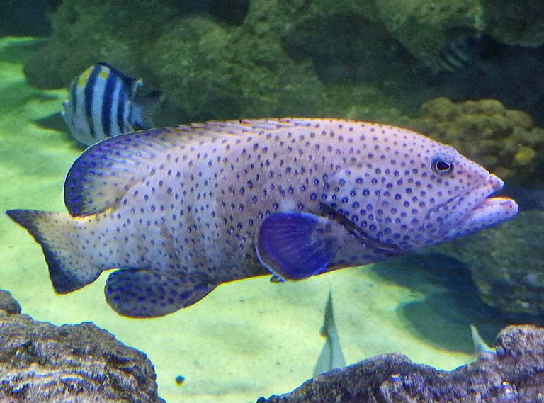 Peacock Hind or Grouper