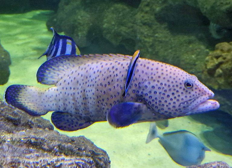 Peacock Hind or Grouper
