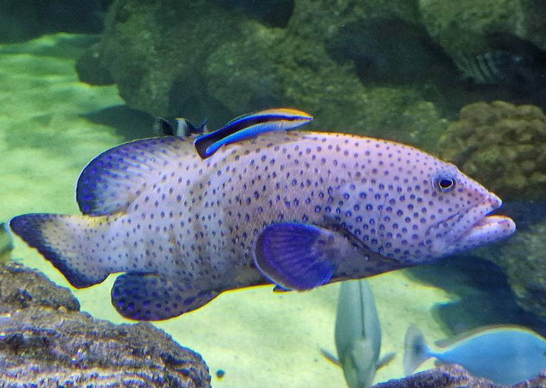 Peacock Hind or Grouper