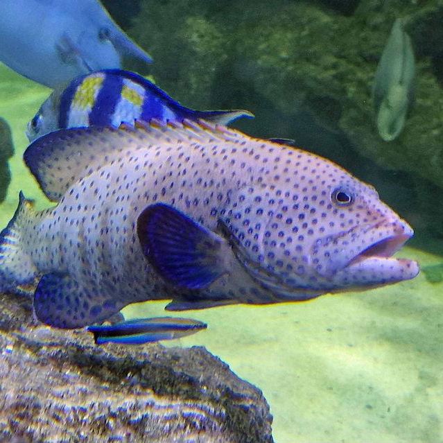 Peacock Hind or Grouper