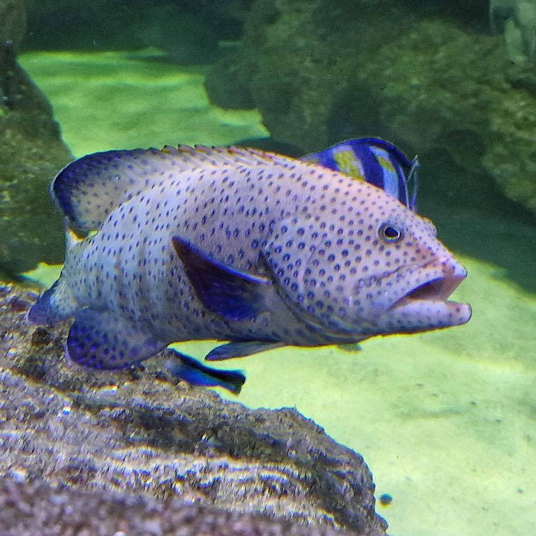Peacock Hind or Grouper