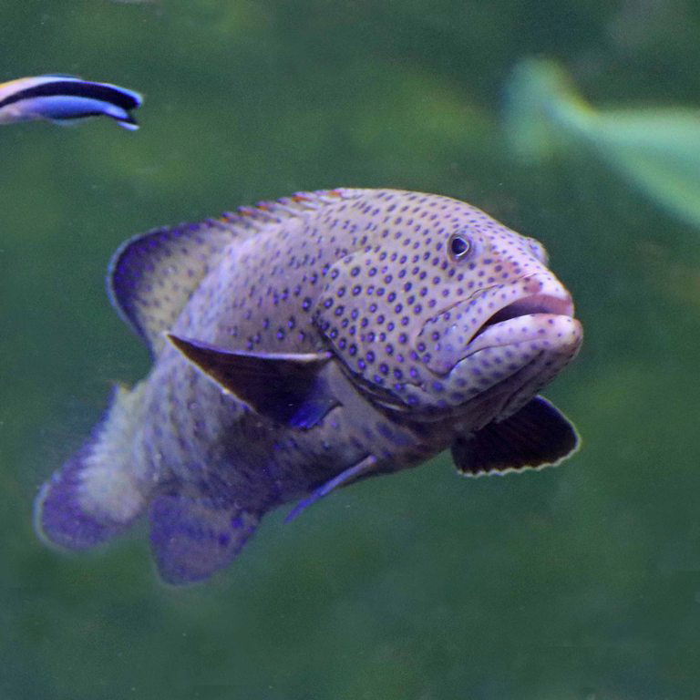 Peacock Hind or Grouper