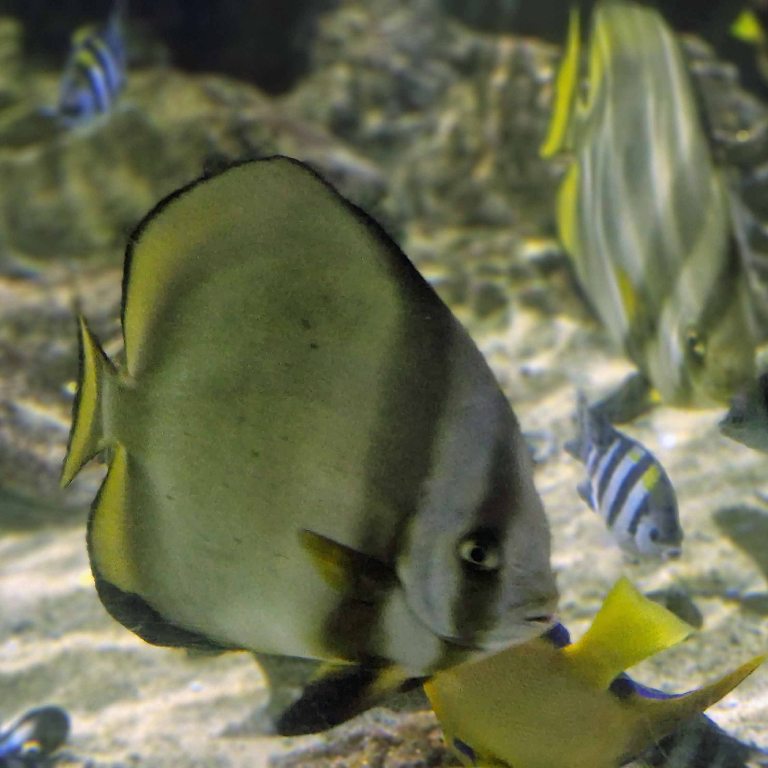 Orbicular Batfish