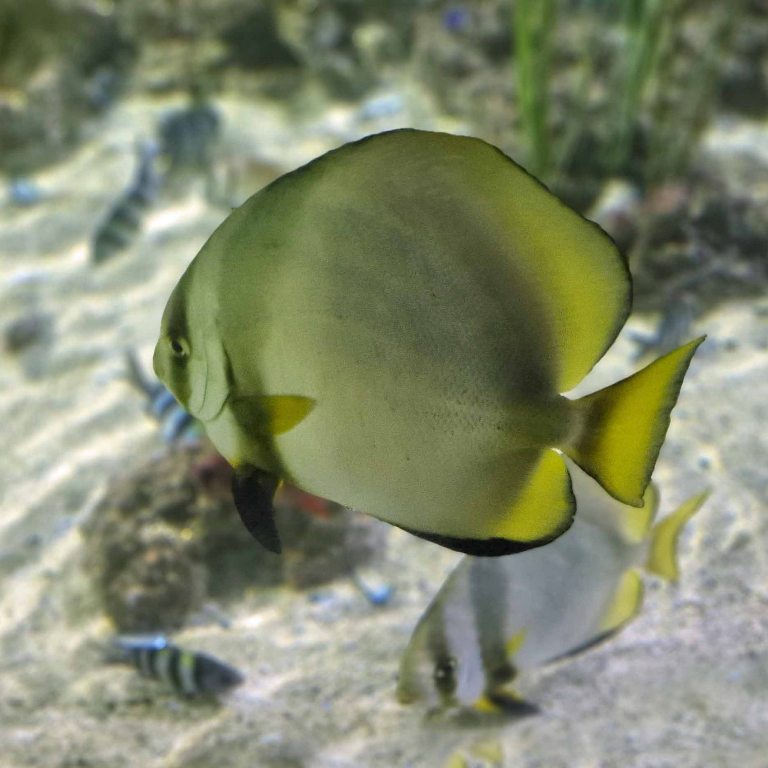 Orbicular Batfish