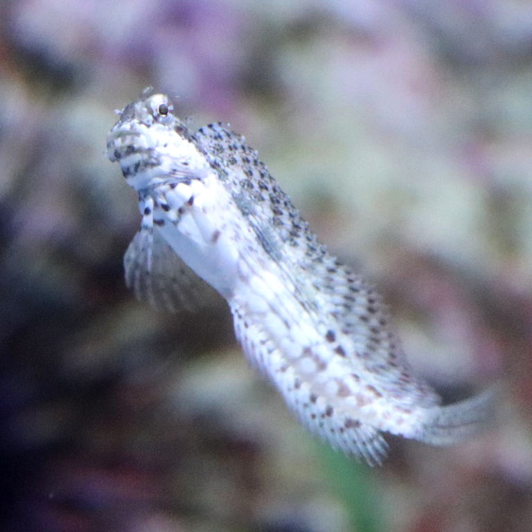 Lawnmower Blenny