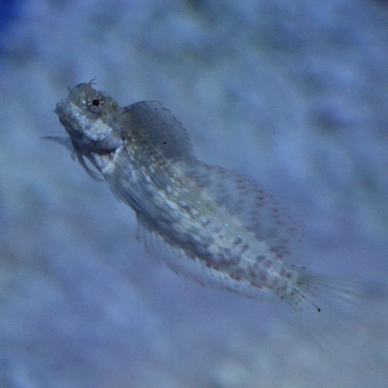 Jewelled Rockskipper Blenny