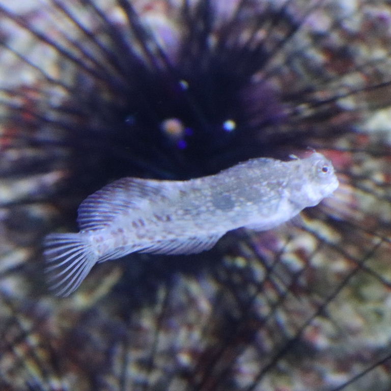 Jewelled Rockskipper Blenny