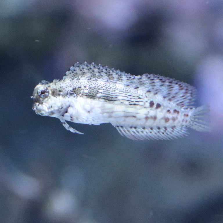 Lawnmower Blenny