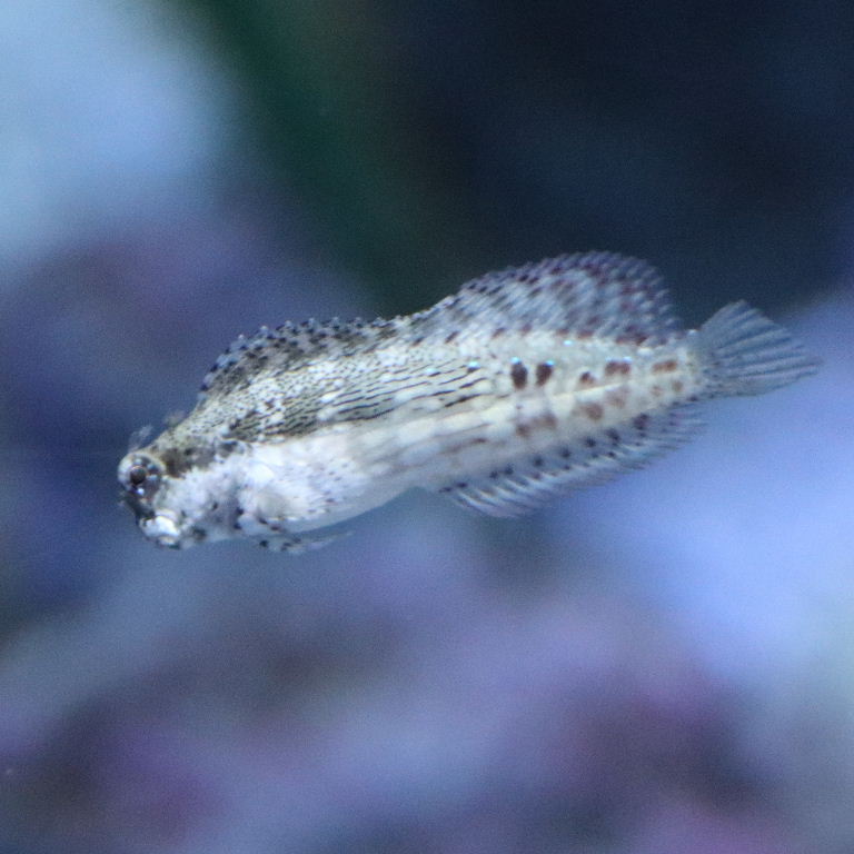Jewelled Rockskipper Blenny