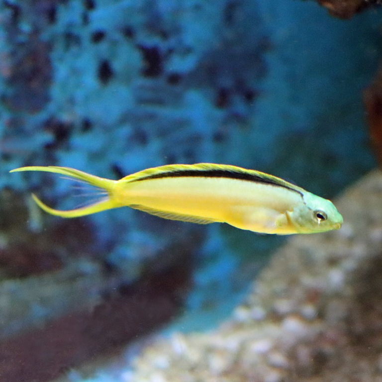 Tongan Canary Blenny