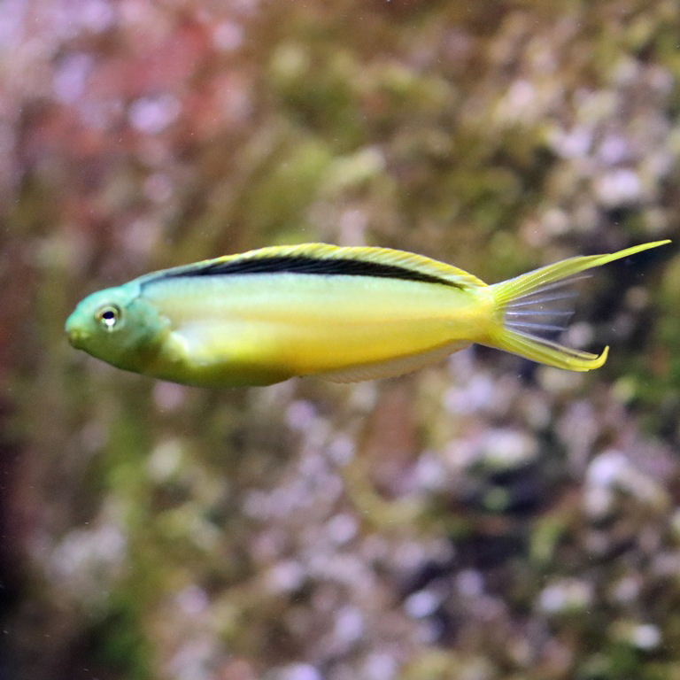 Tongan Canary Blenny