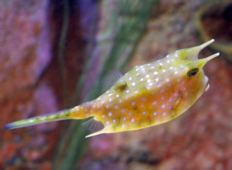 Longhorn Cowfish