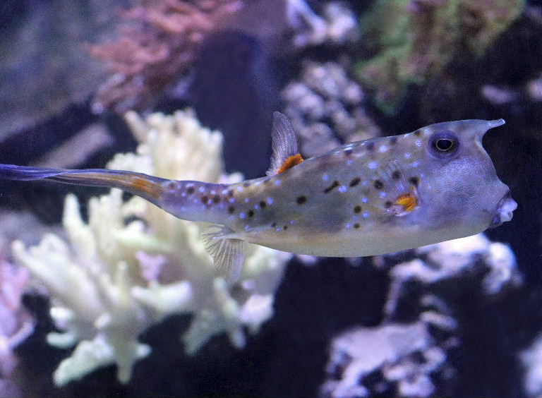Longhorn Cowfish