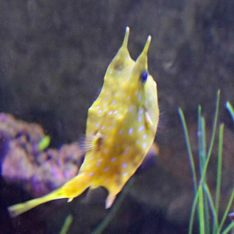 Longhorn Cowfish