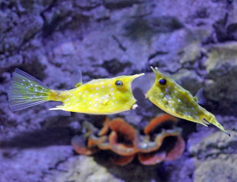 Longhorn Cowfish