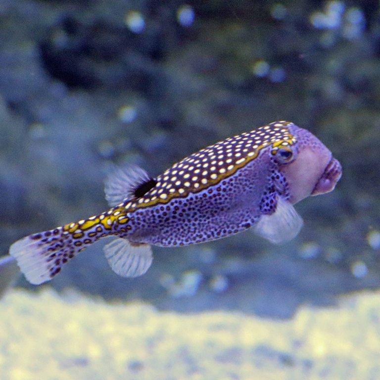 White-spotted Boxfish
