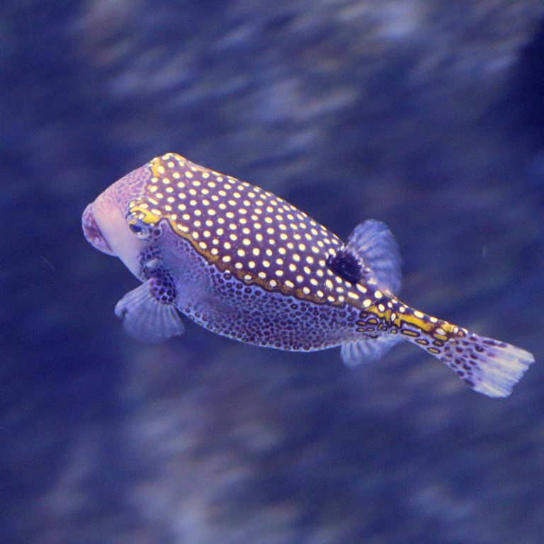 White-spotted Boxfish