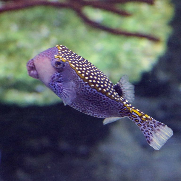 White-spotted Boxfish