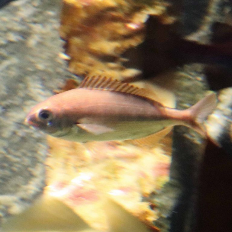 Blackspot Seabream