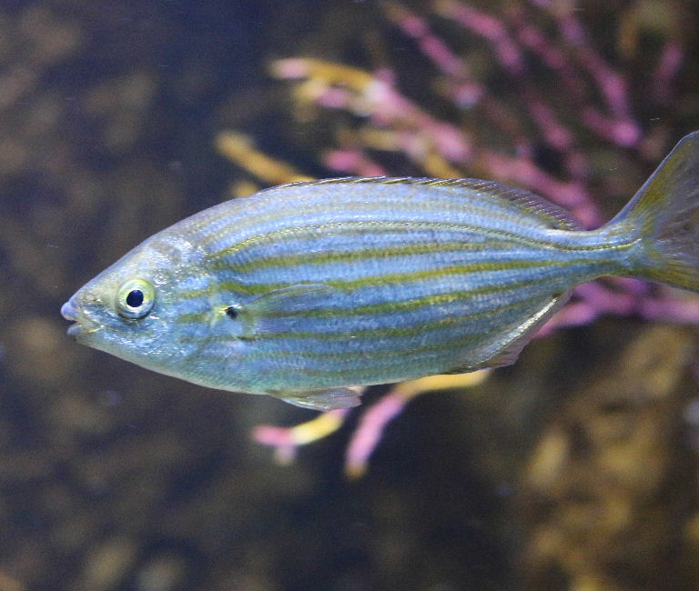 Salema Porgy