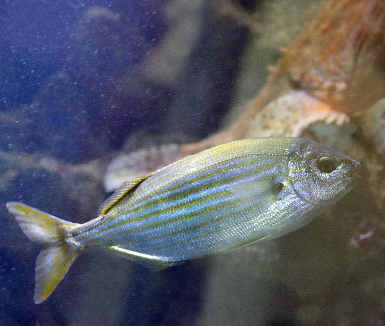 Salema Porgy