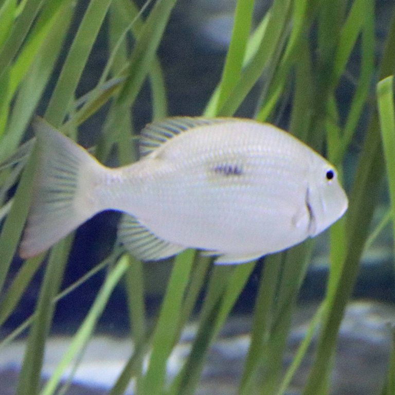 Thumbprint Emperor Bream