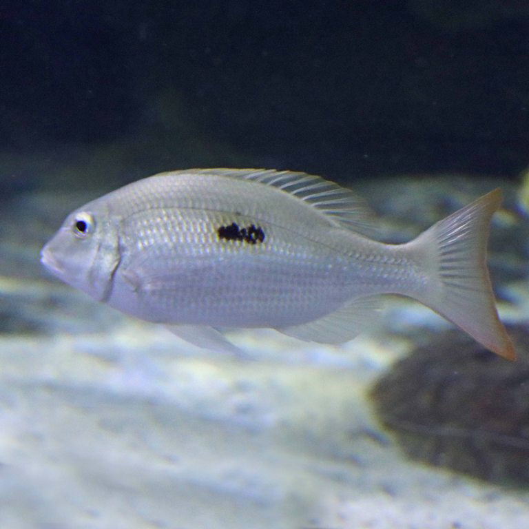 Thumbprint Emperor Bream