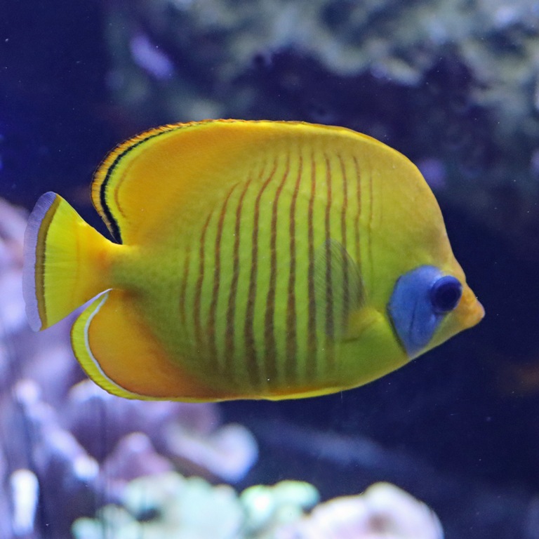 Blue-cheeked Butterflyfish