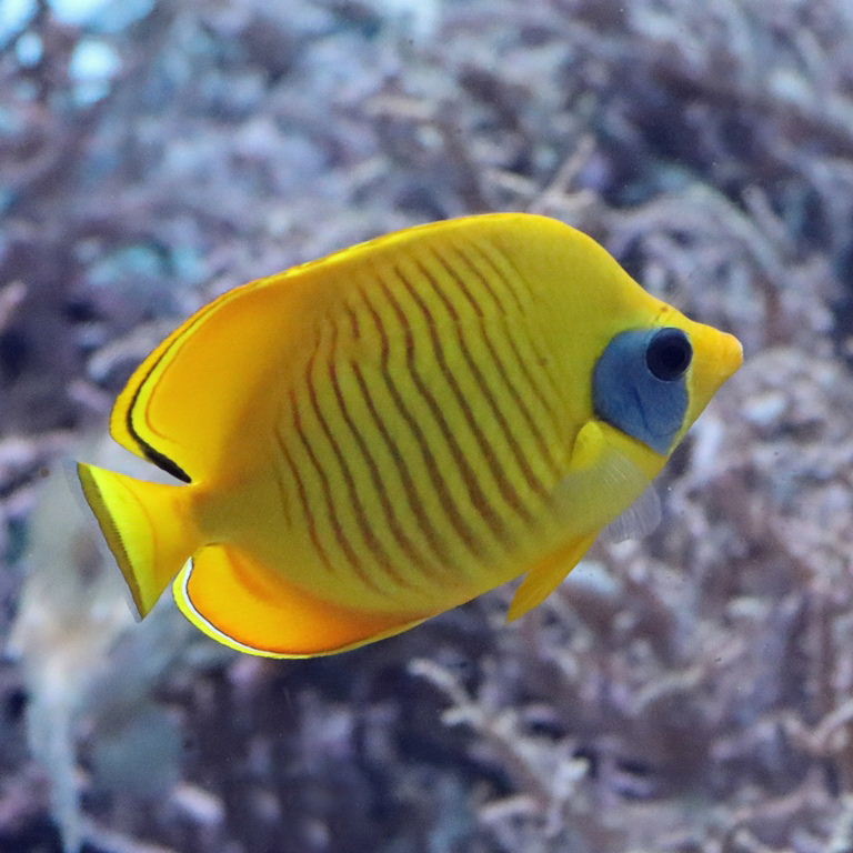 Blue-cheeked Butterflyfish