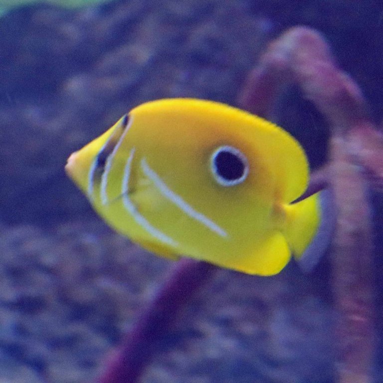 Bennett's Butterflyfish