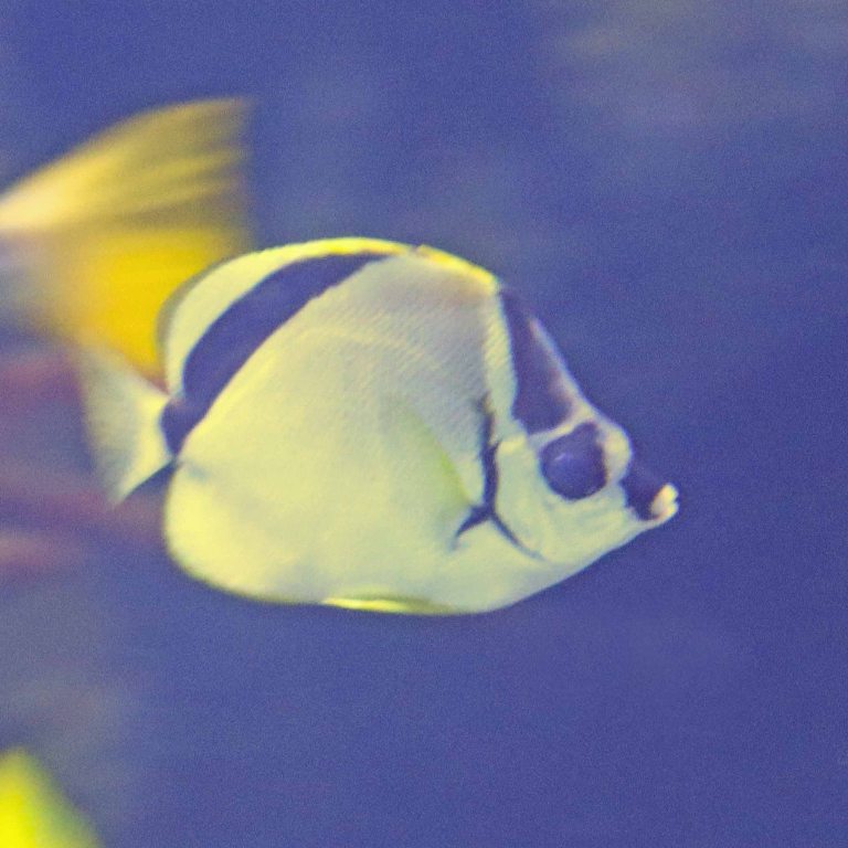 Black-nosed Butterflyfish