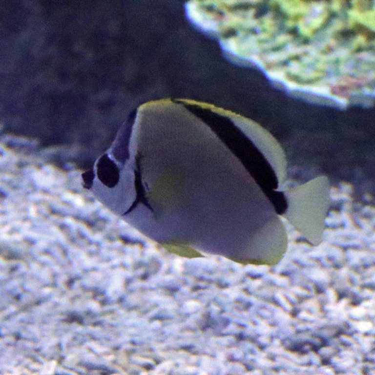 Black-nosed Butterflyfish